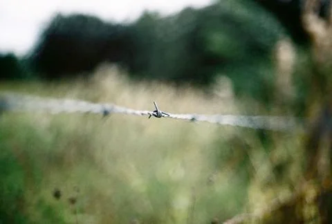 Barbwire Stock Photos