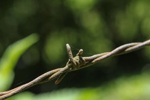 Barbwire securing a piece of land Stock-Fotos