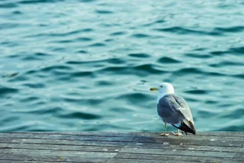 Barca seagull Foto stock