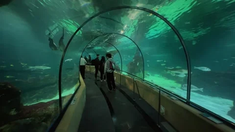 Barcelona aquarium 4 edit Stock Footage 345277496