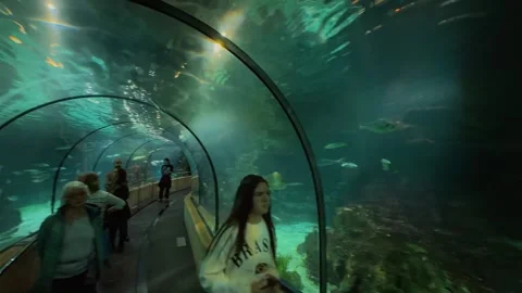 Barcelona aquarium 5 edit Stock Footage 345277503