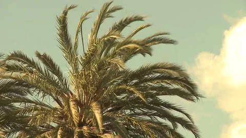 Barcelona Arc de triomf zoom out palm trees Stock Footage 73290592