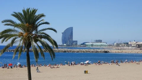 Barcelona beach palm Stock Footage