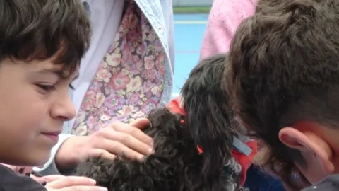 Barcelona school includes class with therapy dogs to stop bullying, Barcelona, E Stock Footage 204125771