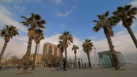 Barcelona seaside with palm trees Stock Footage 124706275