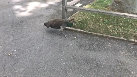 Barcelona, Spain, A bird sitting on the side of a road Video stock 133369010