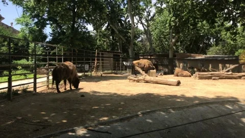 Barcelona, Spain, A cow standing in a zo... | Stock Video | Pond5