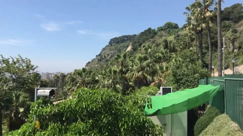 Barcelona, Spain. A large green tree Stock Footage 133126522
