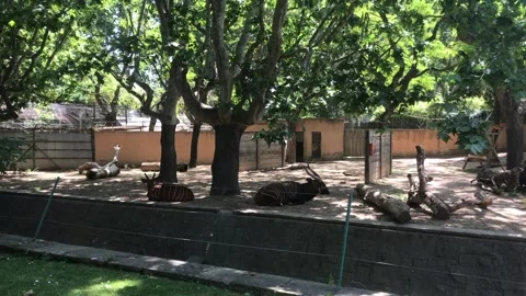 Barcelona, Spain, A large tree Video stock 133356708