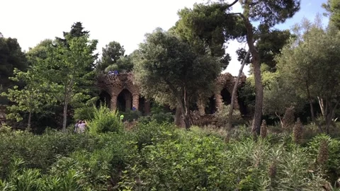 Barcelona, Spain, A large tree in a forest Stock Footage 133120272