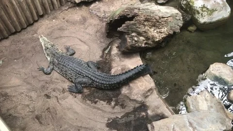 Barcelona, Spain, A lizard on a rock Stock-Footage 133356567