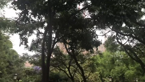 Barcelona, Spain. A tree in a forest Stock Footage 133137752