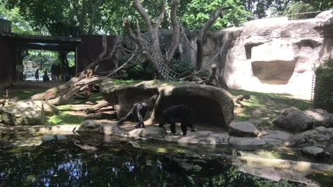 Barcelona, Spain, A tree in front of a large rock Video stock 133358235