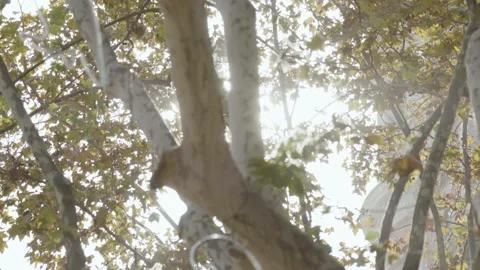 BARCELONA TREE 01 Stock Footage 131033867