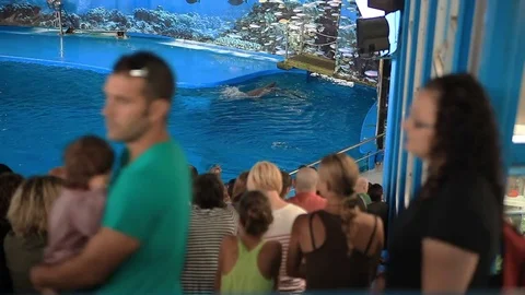 Barcelona Zoo summer Видео 72396001