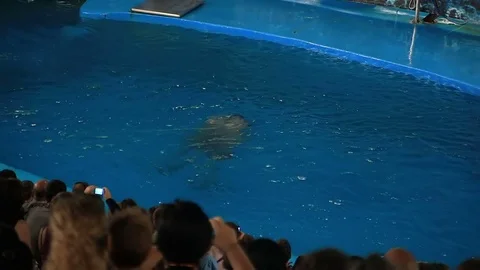 Barcelona Zoo summer Stock Footage 72399291