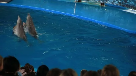Barcelona Zoo summer Stock Footage 72400562