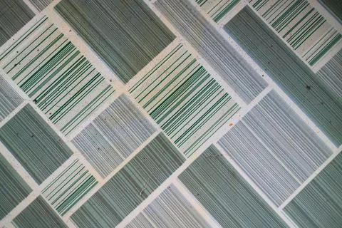 The barcode texture in green color Stock Photos