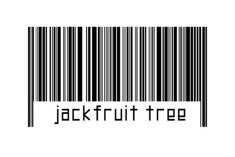 Barcode on white background with inscription jackfruit tree below. Concept of Stock Illustration