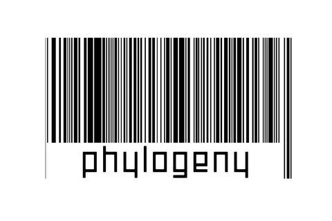 Barcode on white background with inscription phylogeny below. Concept of trad イラスト素材