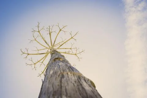 Bare agave stem against a clear sky with some clouds Stock Photos