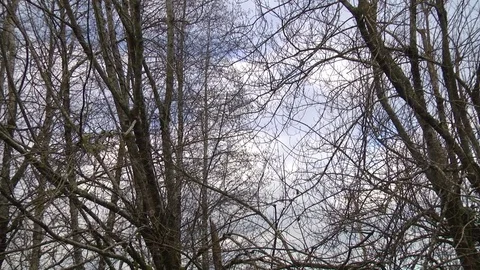 Bare alder trees bending in light wind Olympic Peinsula Wa. State 動画素材 71106321