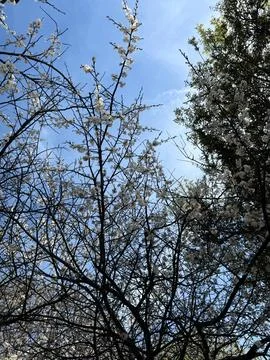 Bare and Budding Tree Branches Against Blue Sky Stock Photos