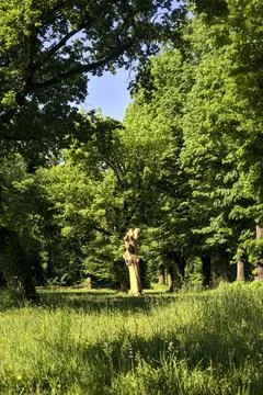 Bare and cutted trunk in a meadow in the middle of a park on a sunny day in.. Stock Photos