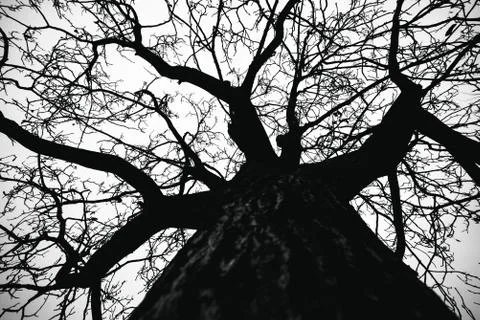 A bare and desolate tree Stock Photos