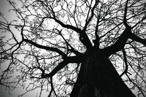 A bare and desolate tree Stock Photos