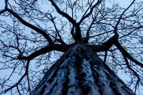 A bare and desolate tree Stock Photos