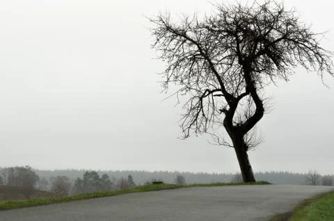 Bare apple tree on the side of a road Stock Photos