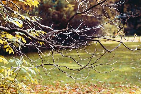 Bare autumn branches Stock Photos