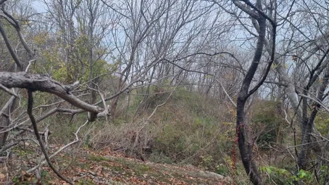 Bare autumn forest with dry branches, muted foliage and cloudy sky Stock Footage 322093053