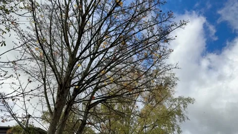 Bare Autumn Tree Branches Against Blue Cloudy Sky Stock-Footage 320831311
