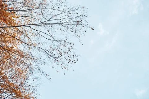 Bare autumn tree branches reaching across a bright blue sky with sparse col.. Stock Photos
