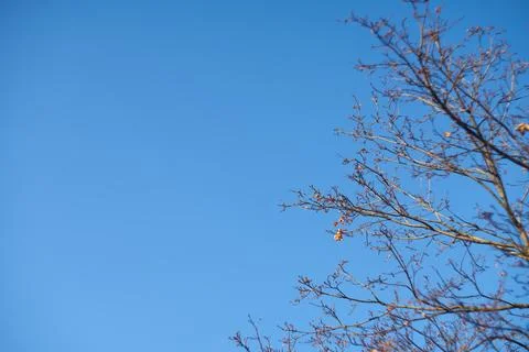 Bare autumn tree branches reaching across a bright clear blue sky background Stock-Fotos