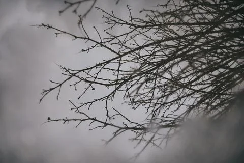 Bare autumn tree branches silhouetted against a cloudy gray sky with soft lig Stock Photos