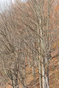 Bare beech forest on a steep mountain slope in the Carpathians during autumn. Stock-Fotos