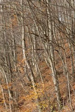 Bare beech forest on a steep mountain slope in the Carpathians during autumn. Stock-Fotos