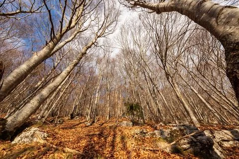 Bare Beech Forest in Winter - Corno d'Aquilio in Lessinia Plateau Stock Photos