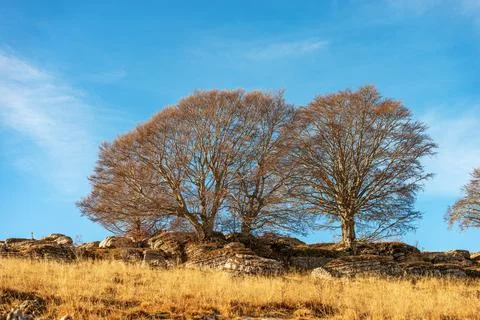 Bare Beech Trees and Karst Formations in Lessinia Plateau Veneto Italy Stock Photos