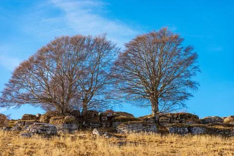 Bare Beech Trees and Karst Formations in Lessinia Plateau Veneto Italy Stock Photos