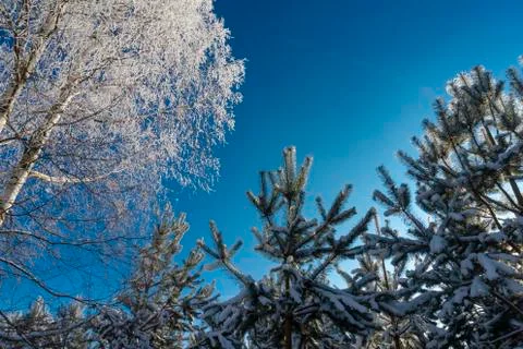 Bare birch and pine trees with frozen branches Stock Photos
