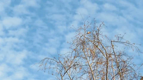 Bare birch branches against the background of cirrus clouds Video stock 164096897