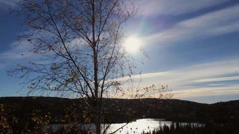 Bare birch branches backlit by the sun with a lake below Video stock 349035570