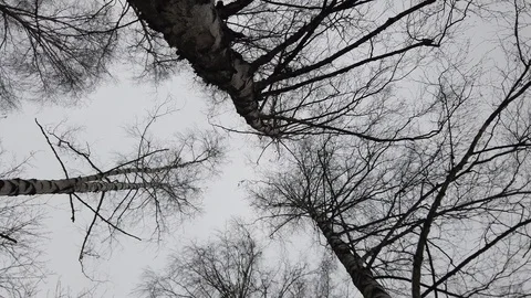 Bare birch branches swaying in the background of the winter sky Stock Footage 124005734
