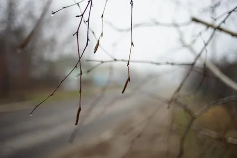 Bare birch tree branch with rain drops in foggy day. Stock-Fotos