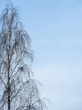 Bare birch tree branches against the sky Stock Photos