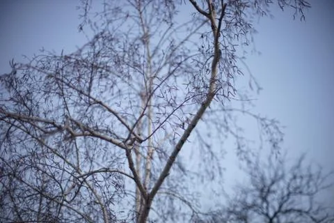 Bare birch tree branches on blue sky background. Photos